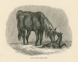 Het pasgeboren veulen (gravure) door English School