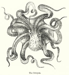 De octopus