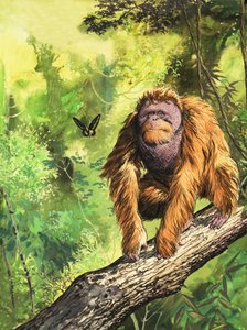 De Orang-oetan