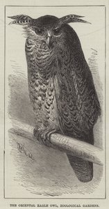 De oosterse oehoe, dierentuin (gravure)