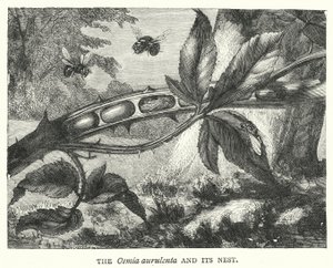 De Osmia aurulenta en zijn nest (gravure) door English School