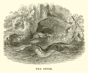 De otter door English School