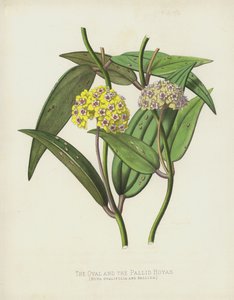 De Ovale en de Bleke Hoyas, Hoya Ovalifolia en Pallida