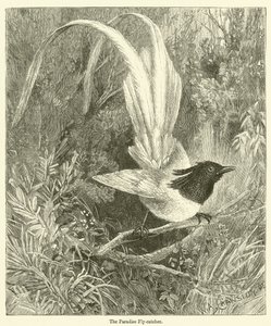 De paradijsvliegenvanger (gravure)