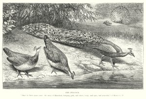De pauw (gravure) door English School