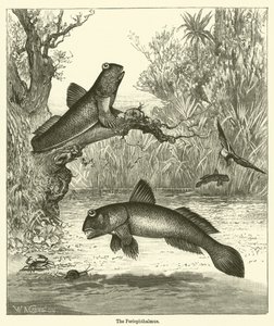 De Periophthalmus