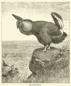 De Pinnated Grouse door English School