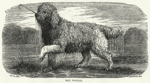 De Poedel (gravure) door English School