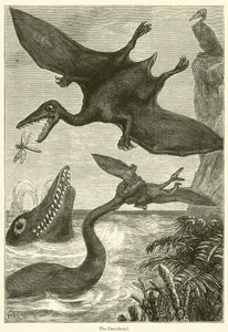 De Pterodactylus (gravure) door English School