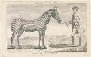 De vrouwelijke zebra van de koningin door English School
