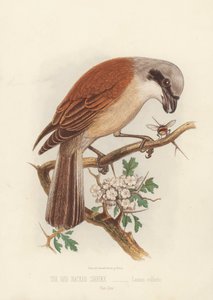 De Roodrugklauwier, Lanius Collurio