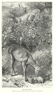 Het edelhert (gravure) door English School