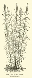 Het riet van Palestina, Arundo donax