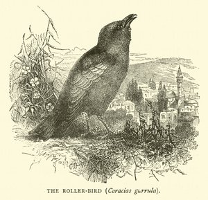 De Scharrelaar, Coracias garrula