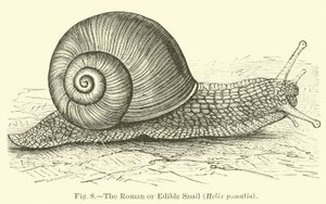 De Romeinse of eetbare slak (Helix pomatia)