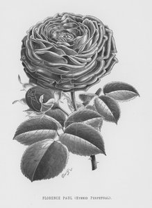De rozentuin: Florence Paul, hybride eeuwigdurend