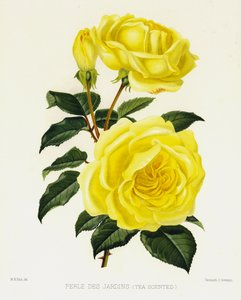 De rozentuin: Perle Des Jardins, theegeurend