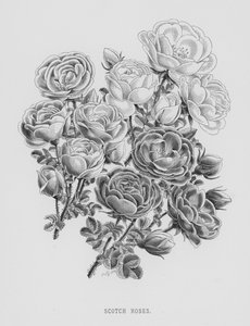 De rozentuin: Schotse rozen