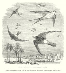 De rafelzwaluw en de gierzwaluw (gravure)