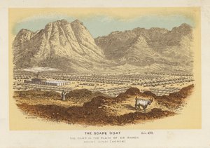 De Zondebok, het Kamp in de Vlakte van Er Raheh Berg Sinaï, Horeb door English School