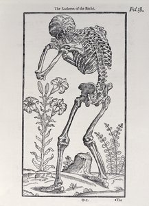 Het skelet van de rug, plaat uit The Historie of Man gepubliceerd door John Banister