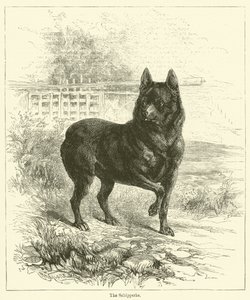 De Schipperke door English School