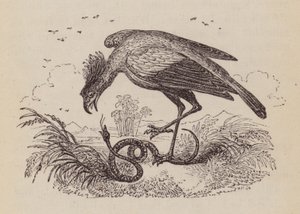 De secretarisvogel door English School