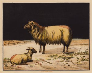Het Schaap