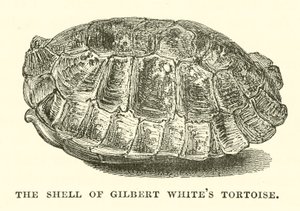 De schildpad van Gilbert White (gravure) door English School