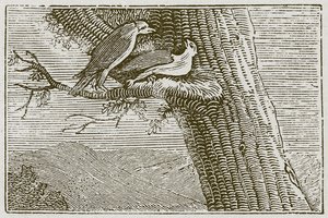 De zieke vlieger (gravure) door English School