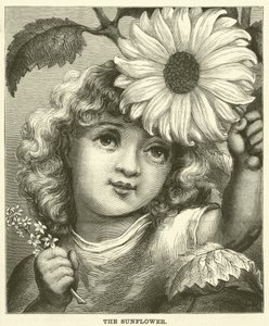 De zonnebloem (gravure) door English School
