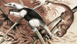 De Tamandua