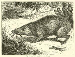 De Tanrec, Centetes ecaudatus