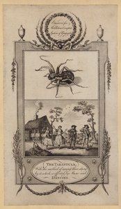 De tarantula, met de methode om degenen die door hem gestoken zijn te genezen, wat wordt bereikt door muziek en dans (gravure)