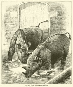 De Tweehornige Neushoorn van Sumatra door English School