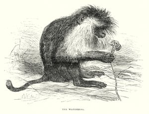 The Wanderoo (engraving) door English School