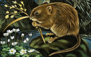 De waterwoelmuis