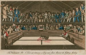 The Westminster Pit: Een gevecht tussen een hond en Jacco Macacco, de vechtende aap door English School