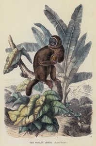 De wollige maki, Lemur laniger door English School