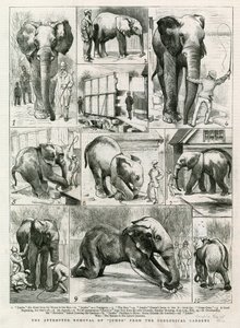 De poging om Jumbo uit de dierentuin te verwijderen door English School