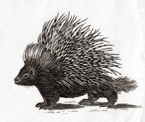 De kuifstekelvarken (Hystrix cristata), uit een 18e-eeuwse prent door English School