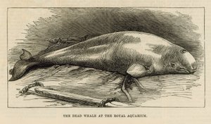 De dode walvis in het Royal Aquarium door English School