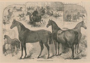 De Paardenshow in de Landbouwhal door English School