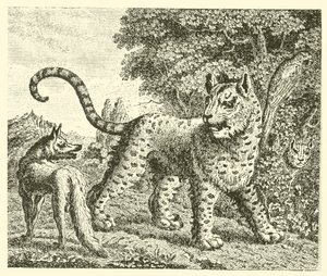 De luipaard en de vos door English School