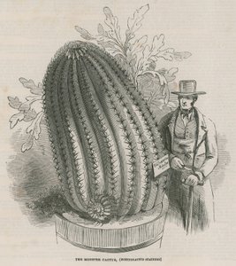 De monster cactus (Echinocactus stainesh) in de Koninklijke Tuinen, Kew, Londen