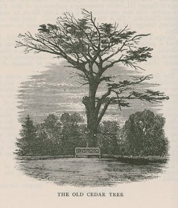 De oude cederboom, Holland House door English School