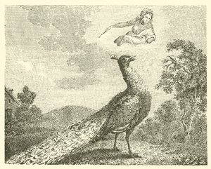 De klacht van de pauw (gravure)