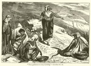"Ze verzamelden het elke ochtend", Exodus, xvi, 21