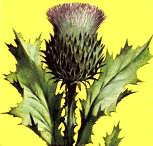 Distel