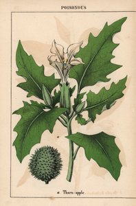 Doornappel met witte bloemen en stekelige vrucht, uit 